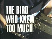 The Bird Who Knew Too Much